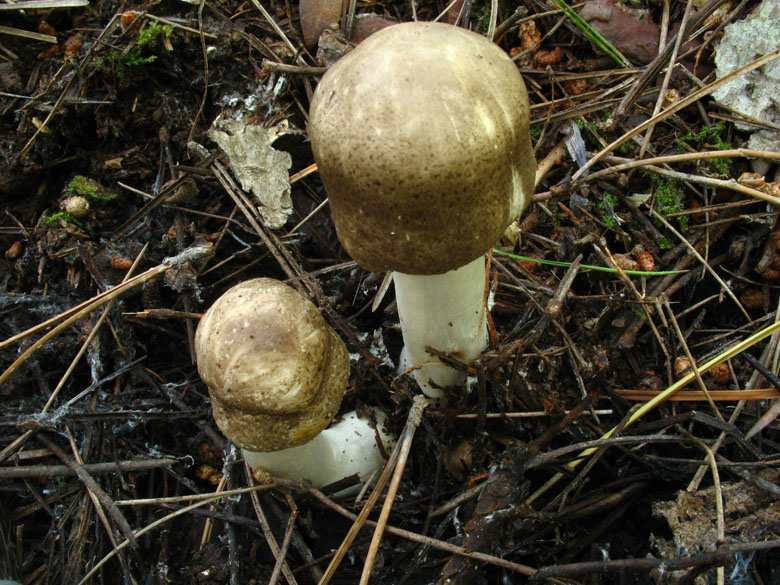 Agaricus praeclaresquamosus